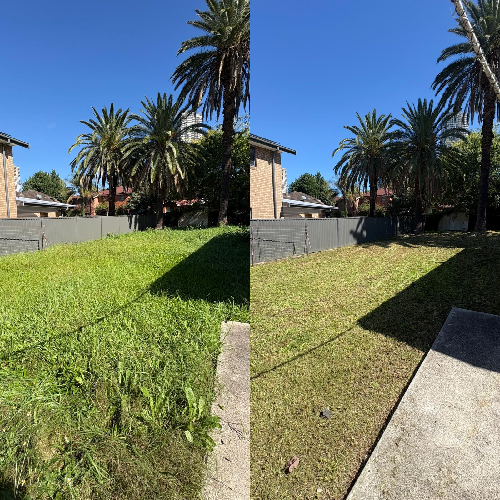 Lawn mowing before and after — residential backyard with palm trees, Sydney