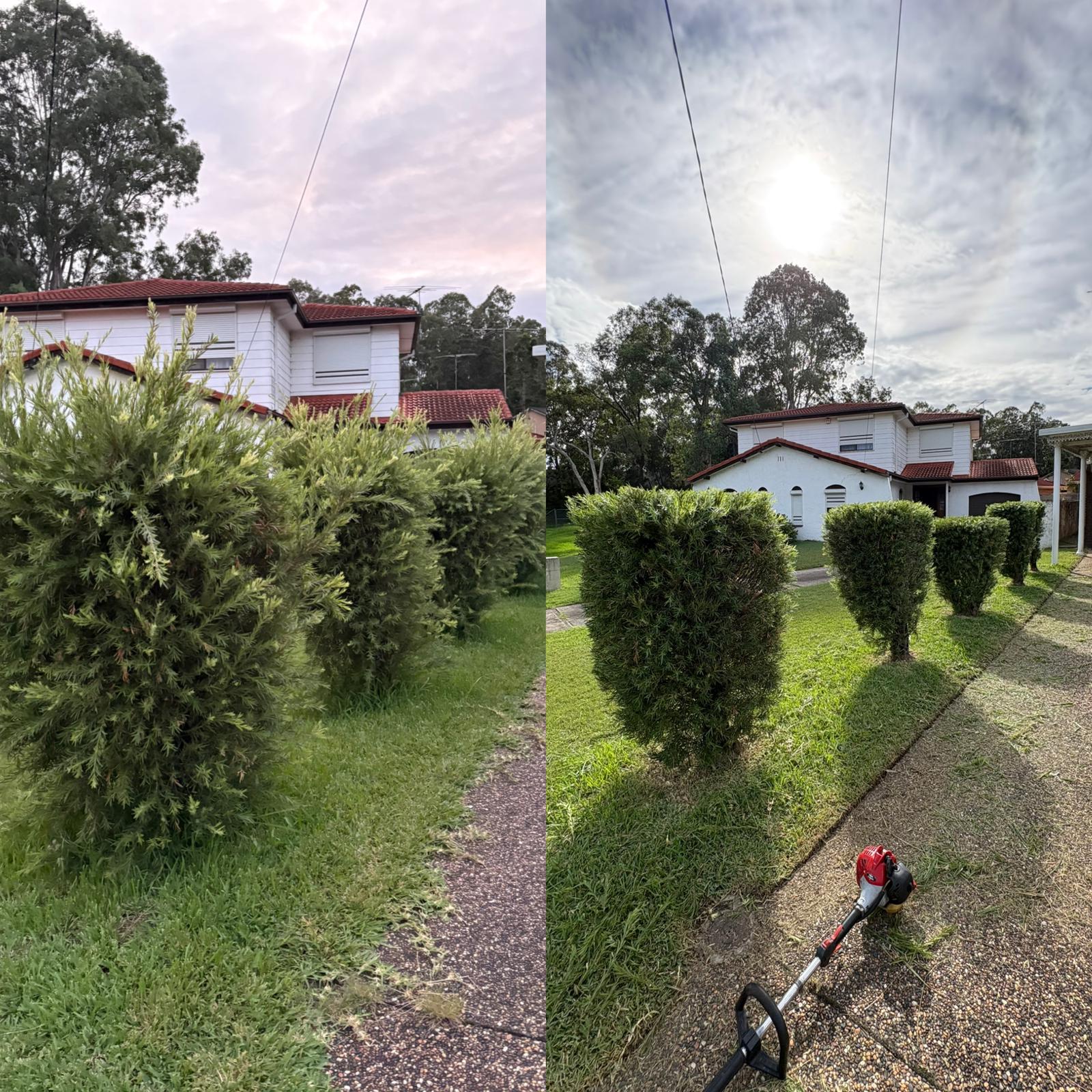 Hedge trimming before and after — overgrown hedges shaped into neat squares