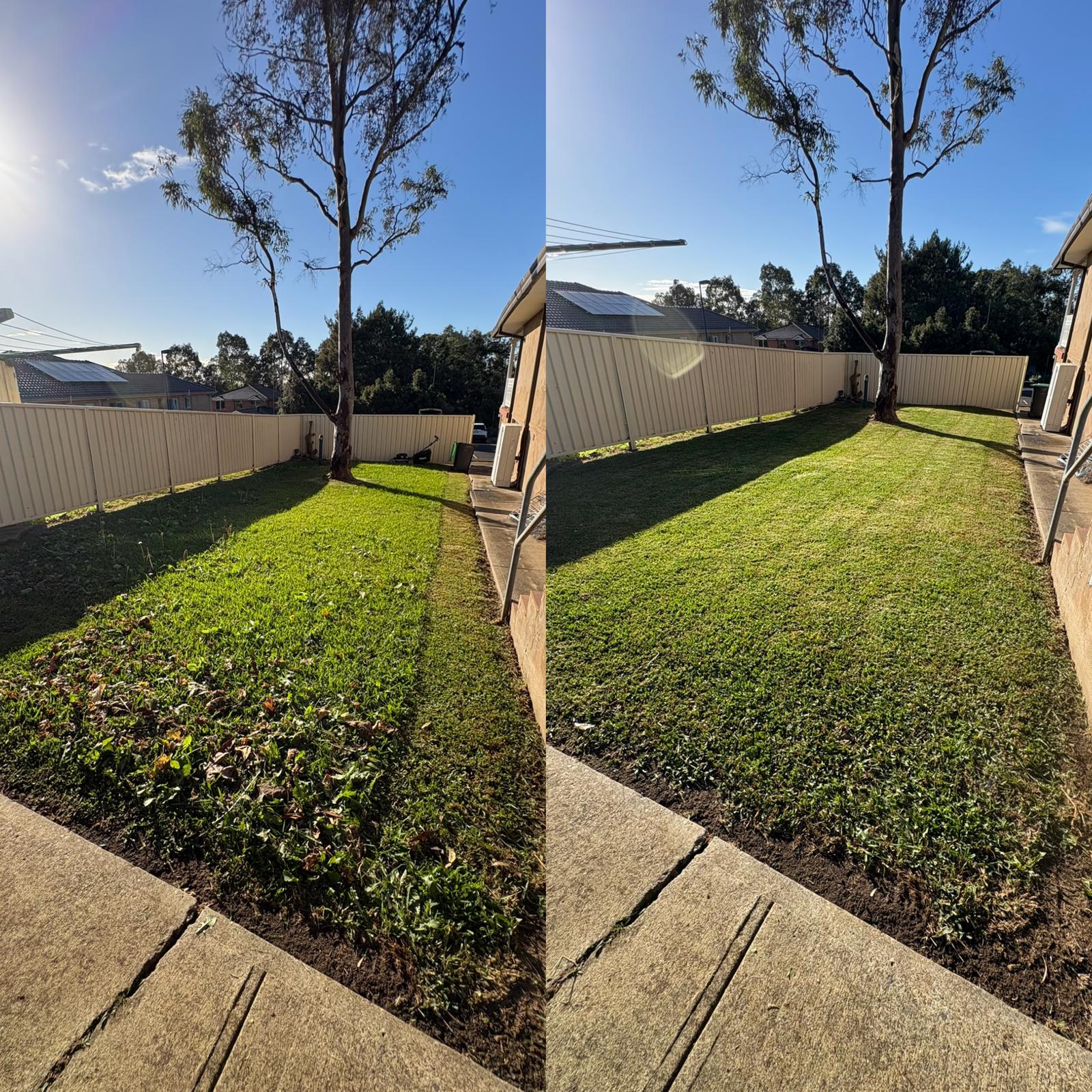 Lawn mowing before and after — residential backyard with gum tree, clean mow lines